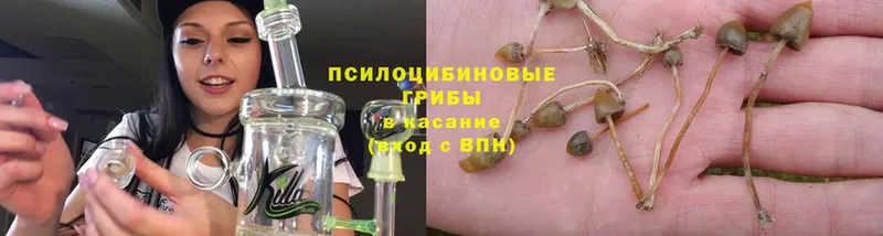 Галлюциногенные грибы Psilocybe Асбест